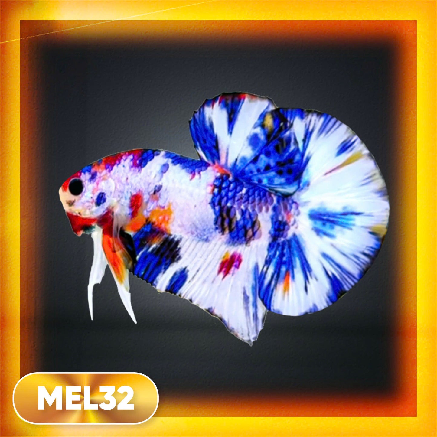 Metallic Plakat Betta Fish | You Pick Betta | Exotic Fish