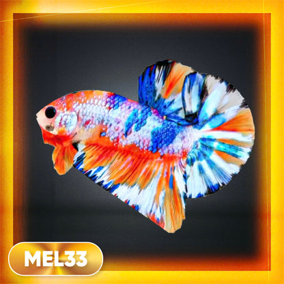 Metallic Plakat Betta Fish | You Pick Betta | Exotic Fish