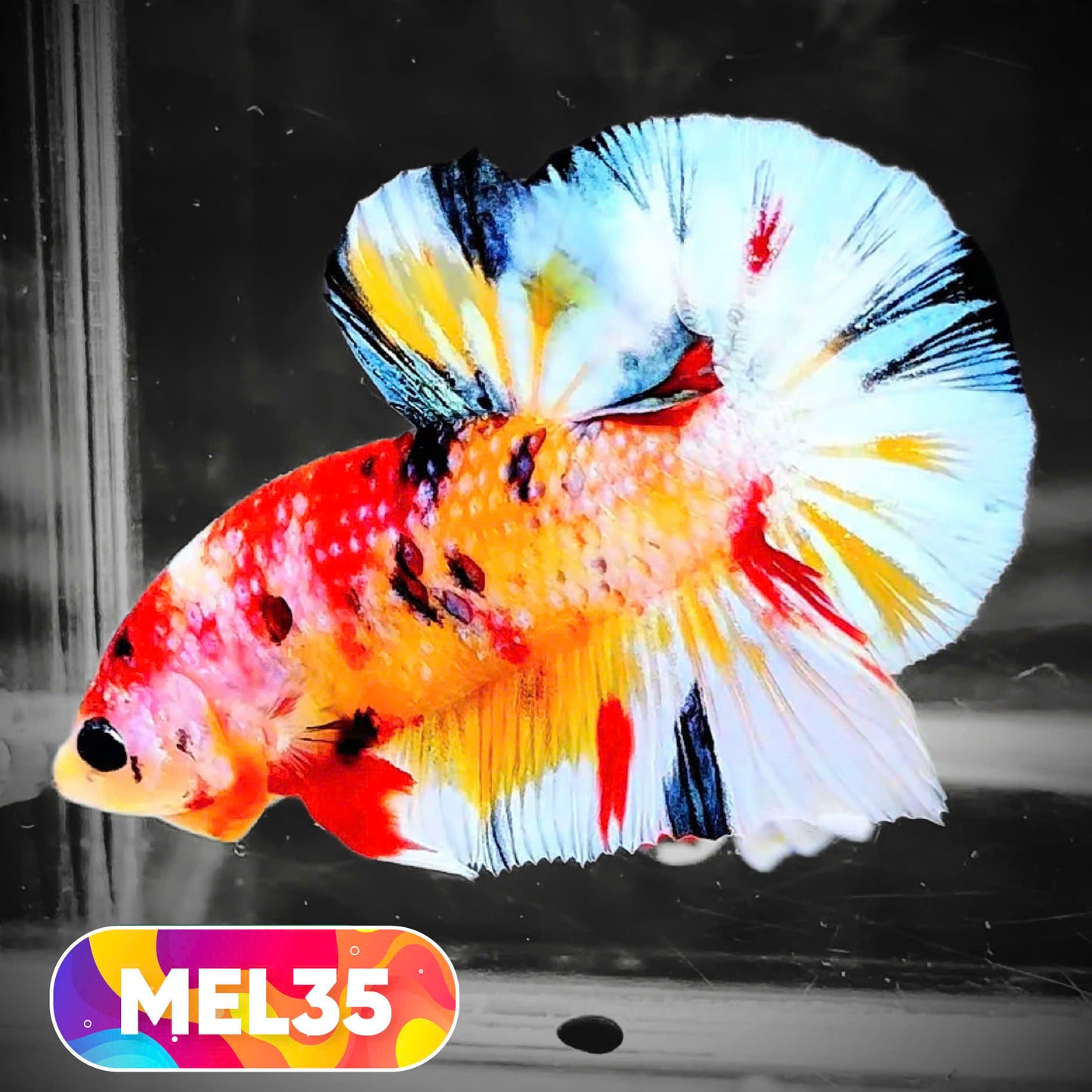 Metallic Plakat Betta Fish | You Pick Betta | Exotic Fish