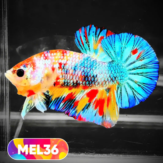 Metallic Plakat Betta Fish | You Pick Betta | Exotic Fish