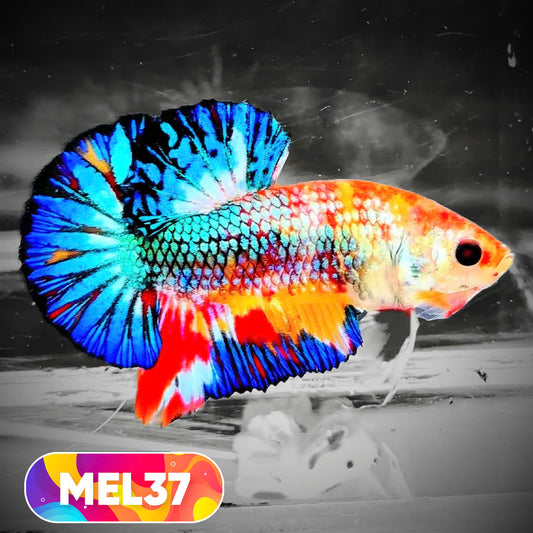 Metallic Plakat Betta Fish | You Pick Betta | Exotic Fish