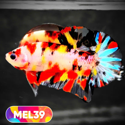 Metallic Plakat Betta Fish | You Pick Betta | Exotic Fish