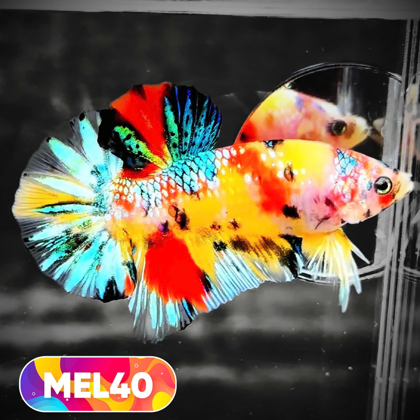 Metallic Plakat Betta Fish | You Pick Betta | Exotic Fish