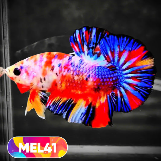 Metallic Plakat Betta Fish | You Pick Betta | Exotic Fish