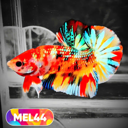 Metallic Plakat Betta Fish | You Pick Betta | Exotic Fish