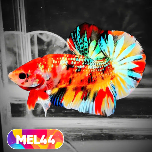 Metallic Plakat Betta Fish | You Pick Betta | Exotic Fish