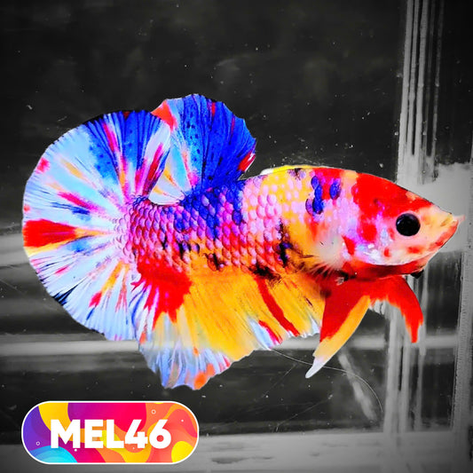 Metallic Plakat Betta Fish | You Pick Betta | Exotic Fish