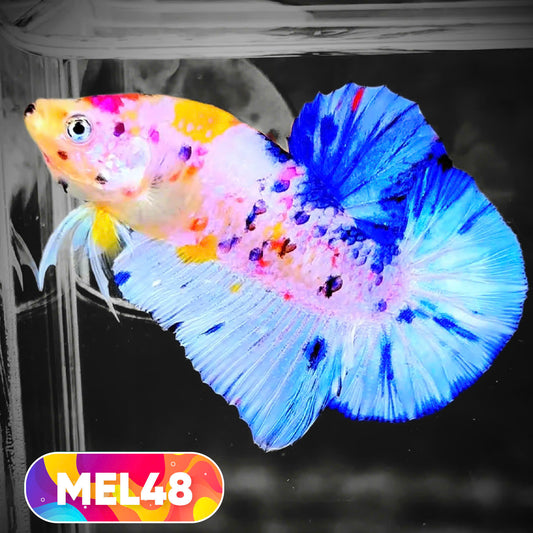 Metallic Plakat Betta Fish | You Pick Betta | Exotic Fish