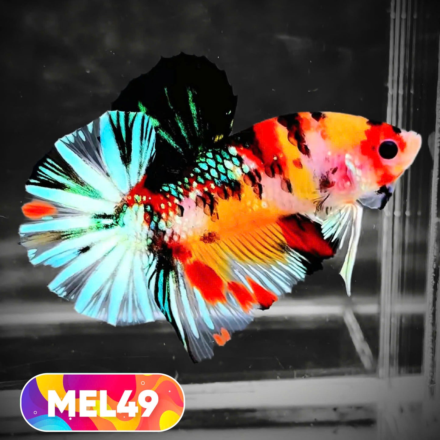 Metallic Plakat Betta Fish | You Pick Betta | Exotic Fish