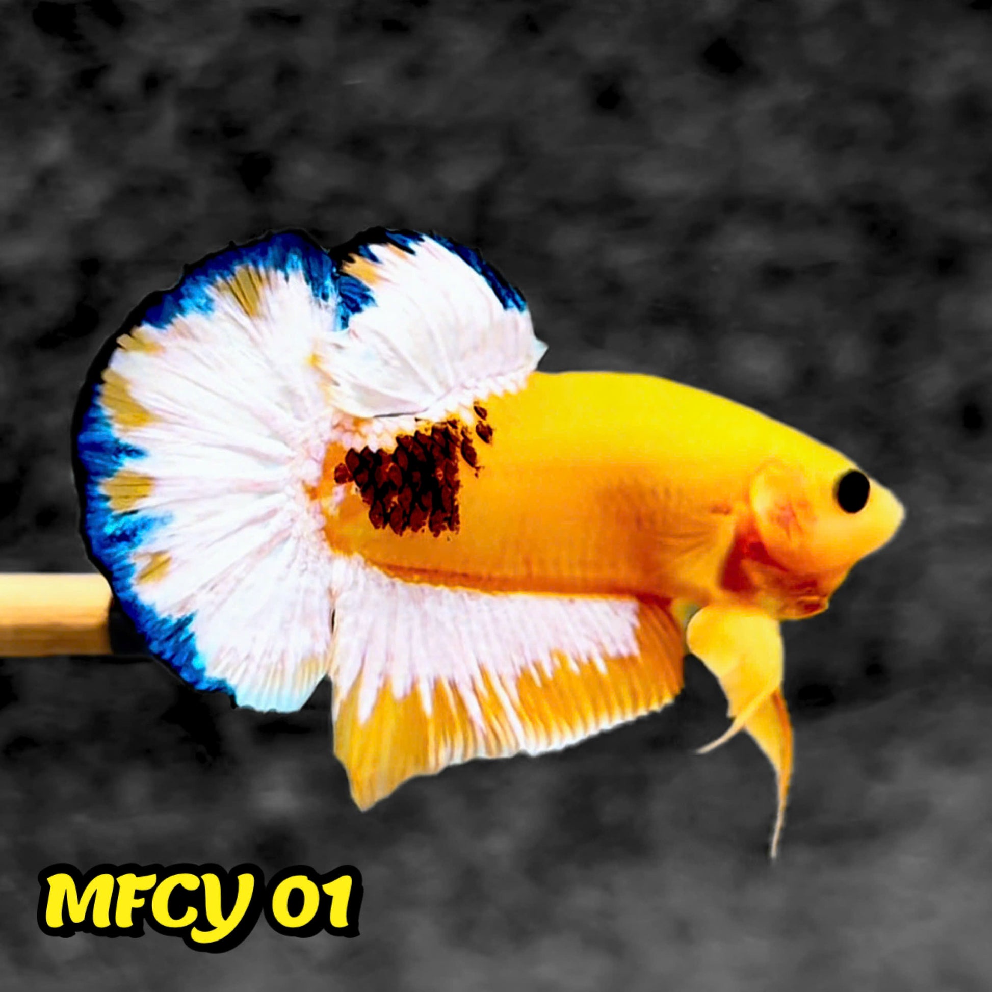 Yellow Fancy Male Betta Fish