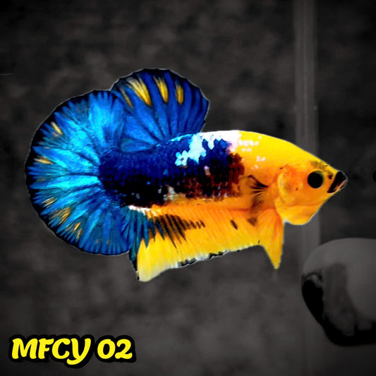 Yellow Fancy Male Betta Fish