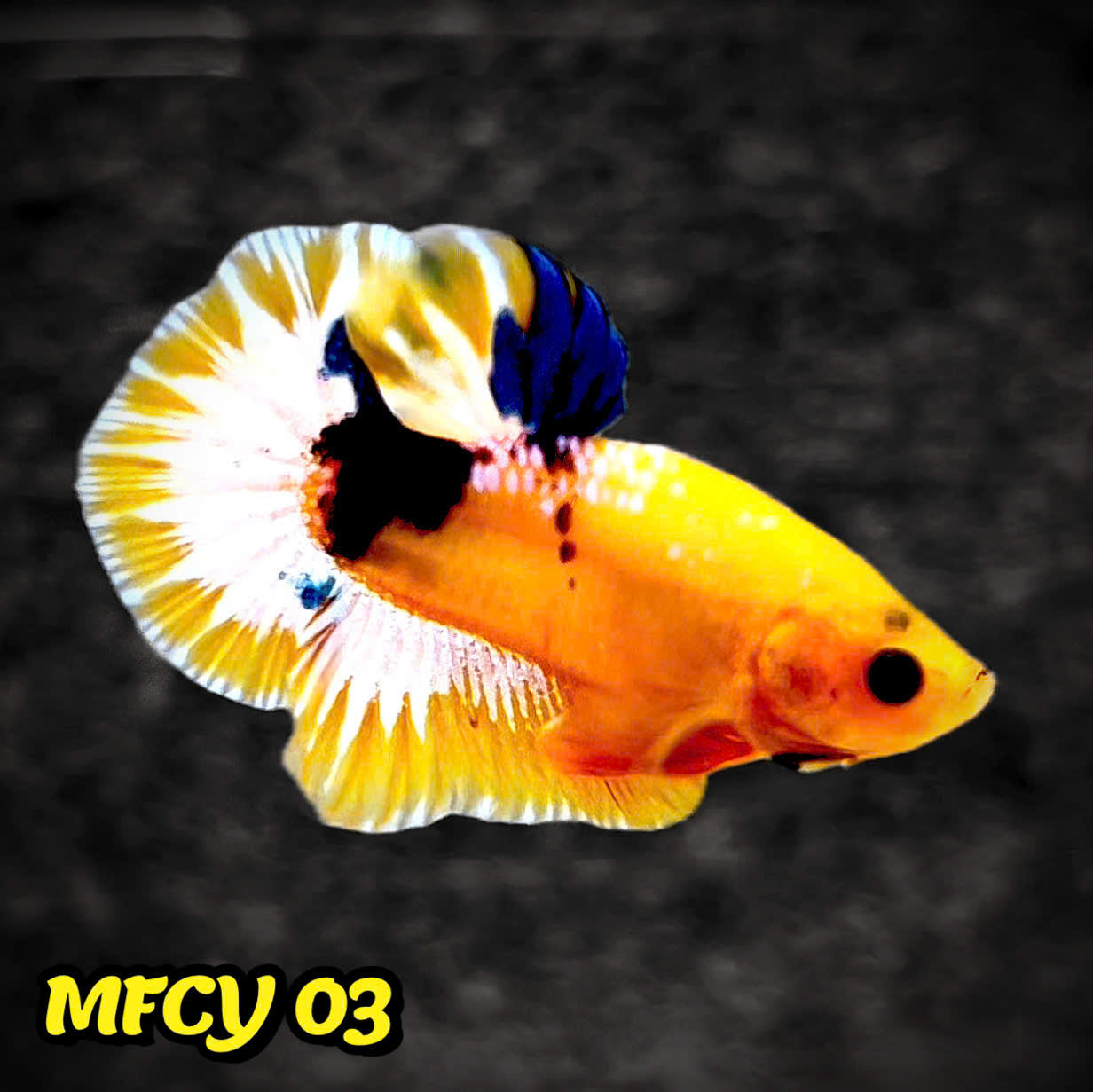 Yellow Fancy Male Betta Fish