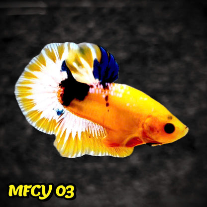 Yellow Fancy Male Betta Fish