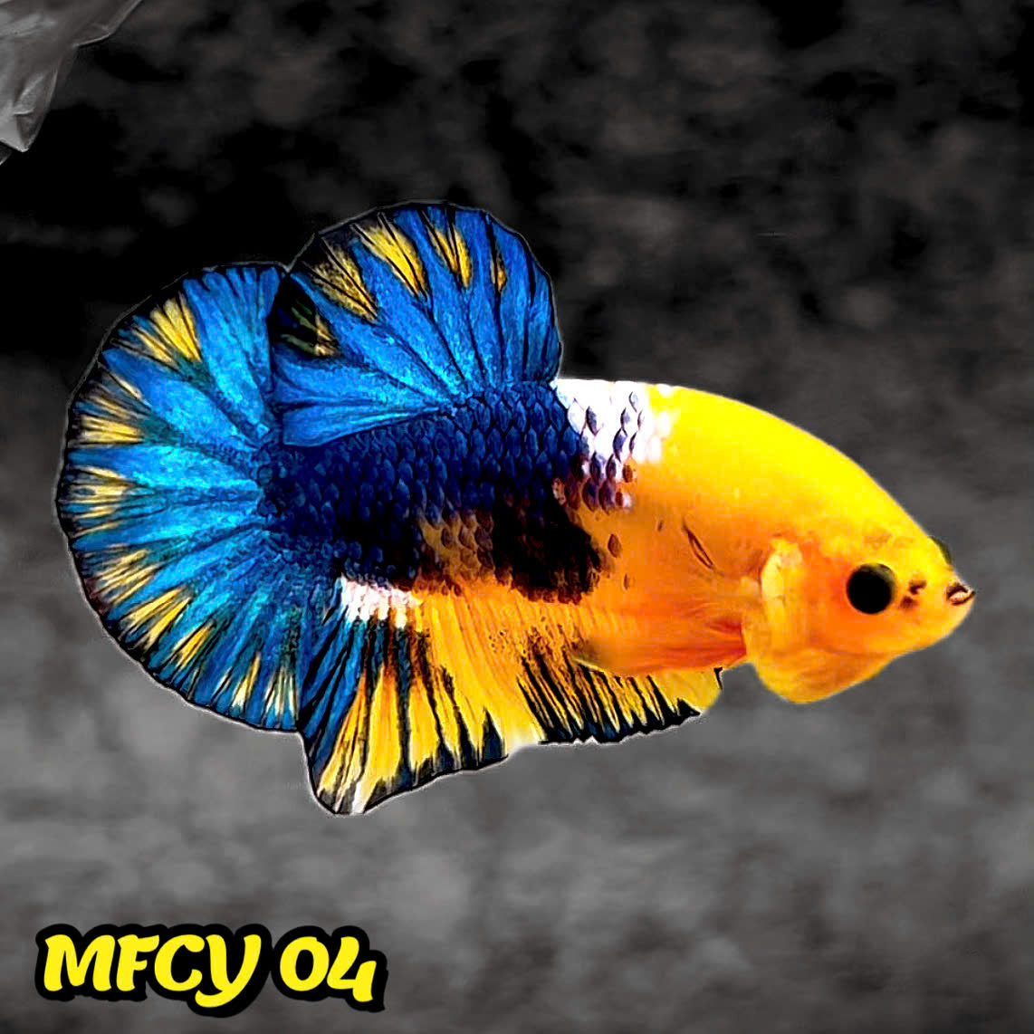 Yellow Fancy Male Betta Fish