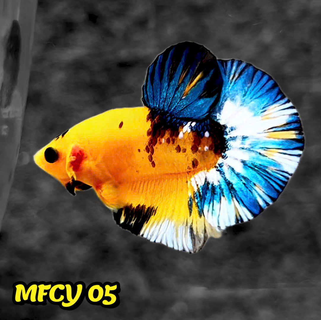 Yellow Fancy Male Betta Fish