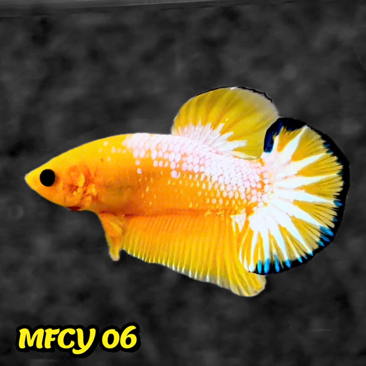 Yellow Fancy Male Betta Fish