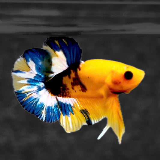 Yellow Fancy Male Betta Fish
