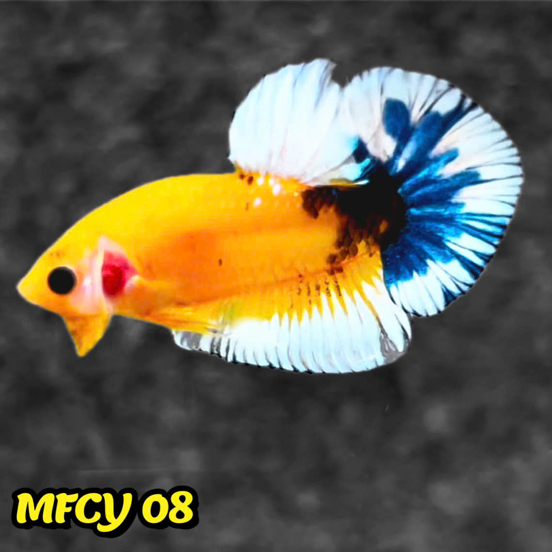 Yellow Fancy Male Betta Fish