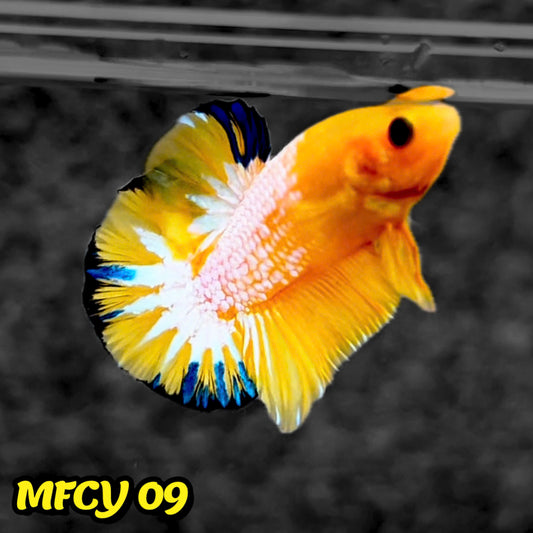 Yellow Fancy Male Betta Fish