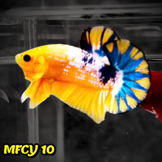 Yellow Fancy Male Betta Fish