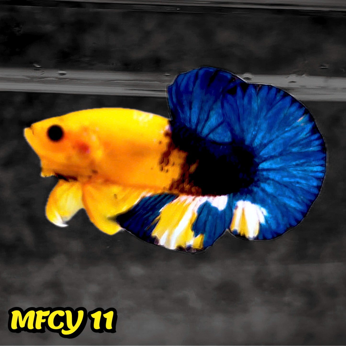 Yellow Fancy Male Betta Fish