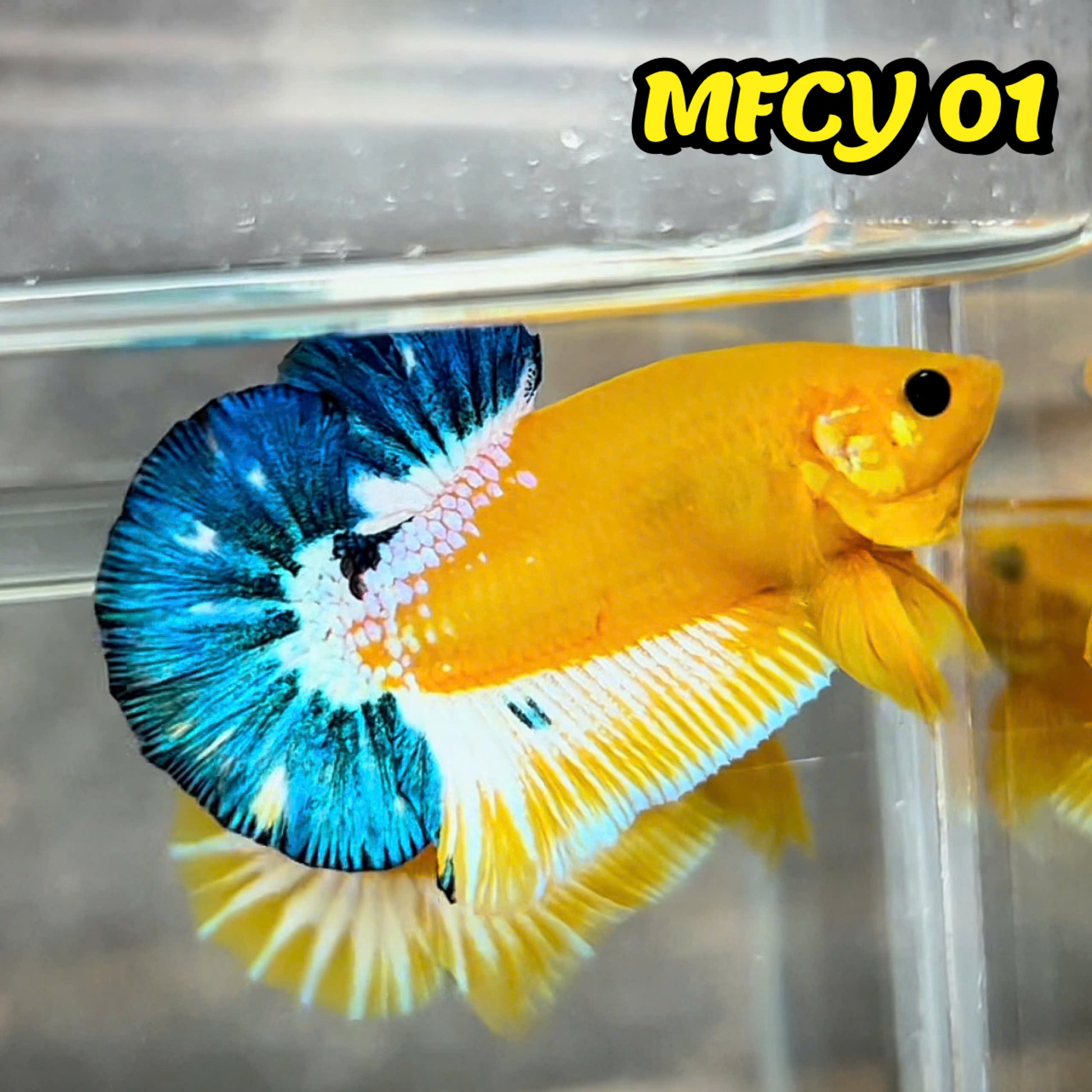 Yellow Fancy Male Betta Fish | Order Directly From Farm | You Pick Fish