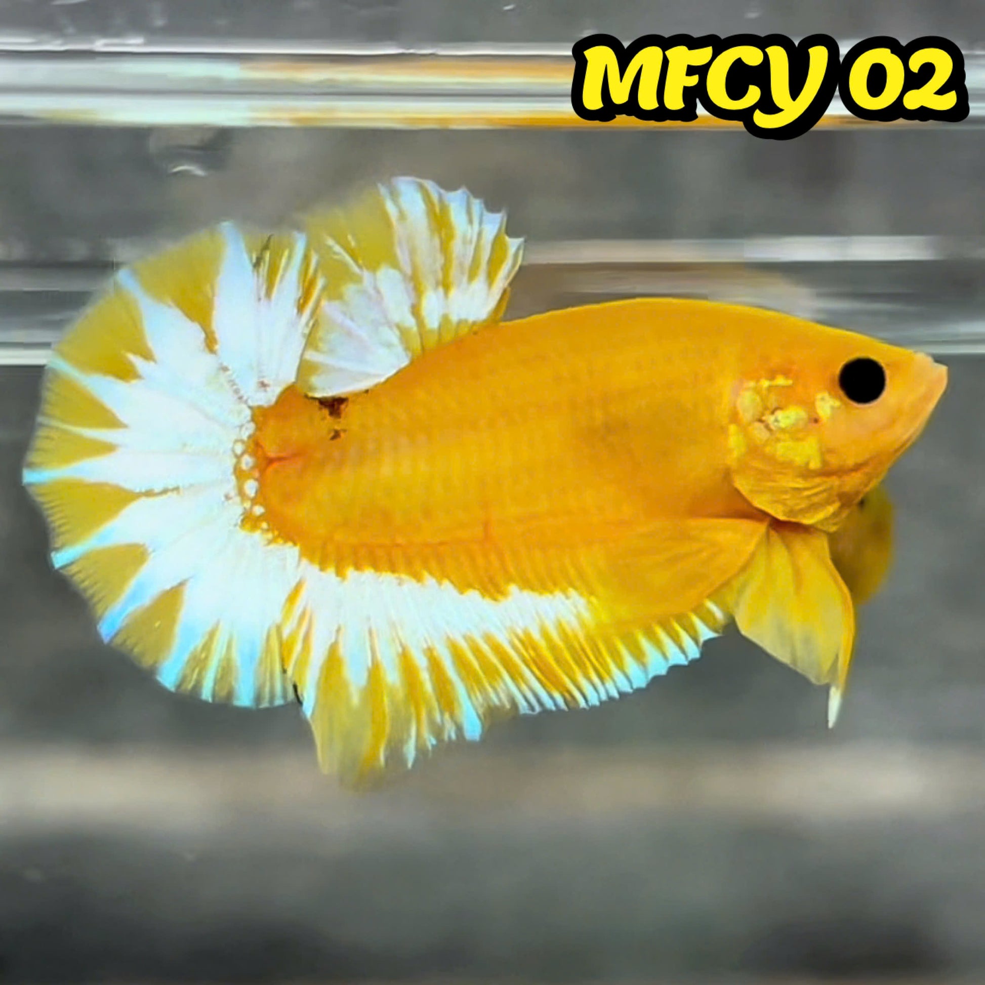 Yellow Fancy Male Betta Fish | Order Directly From Farm | You Pick Fish