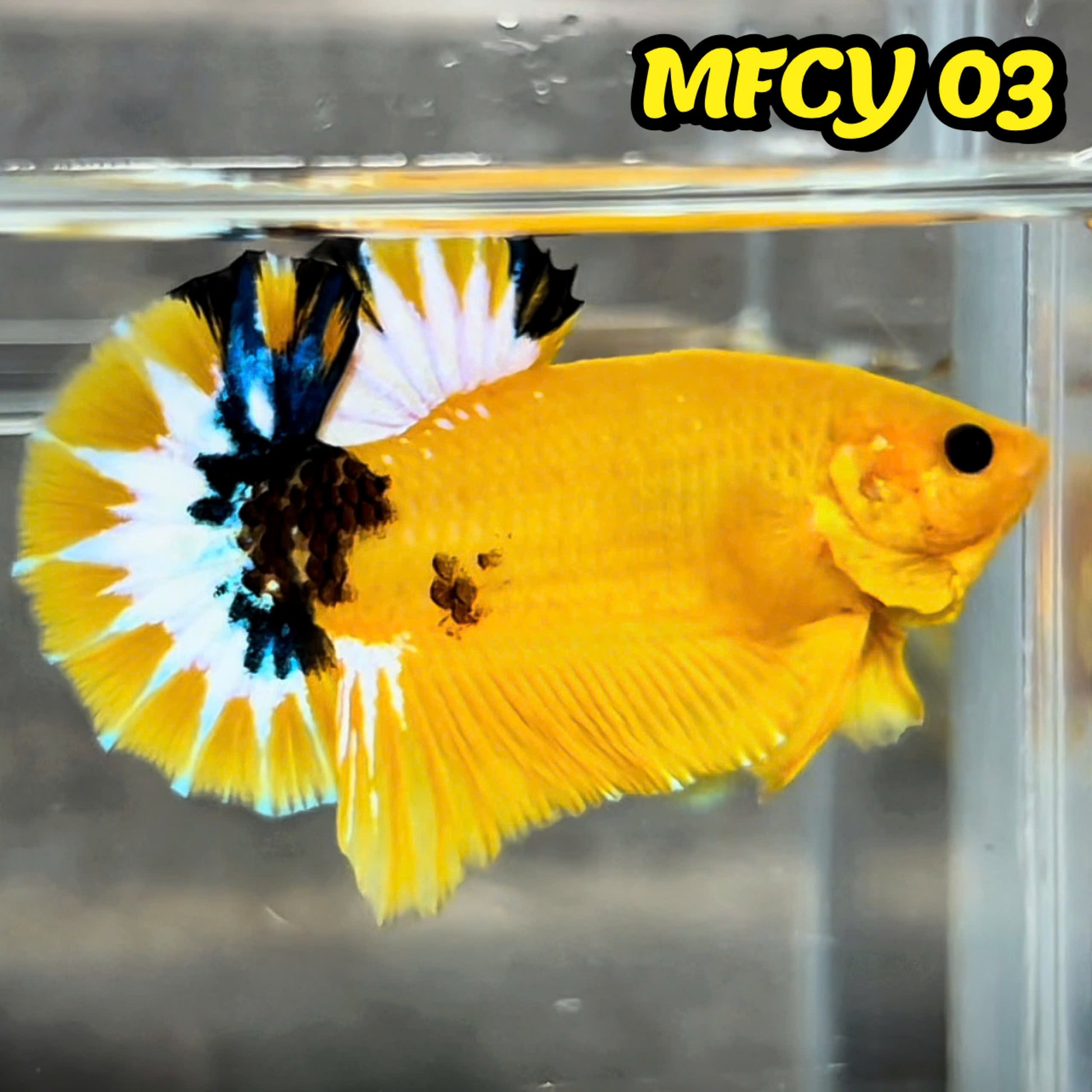 Yellow Fancy Male Betta Fish | Order Directly From Farm | You Pick Fish