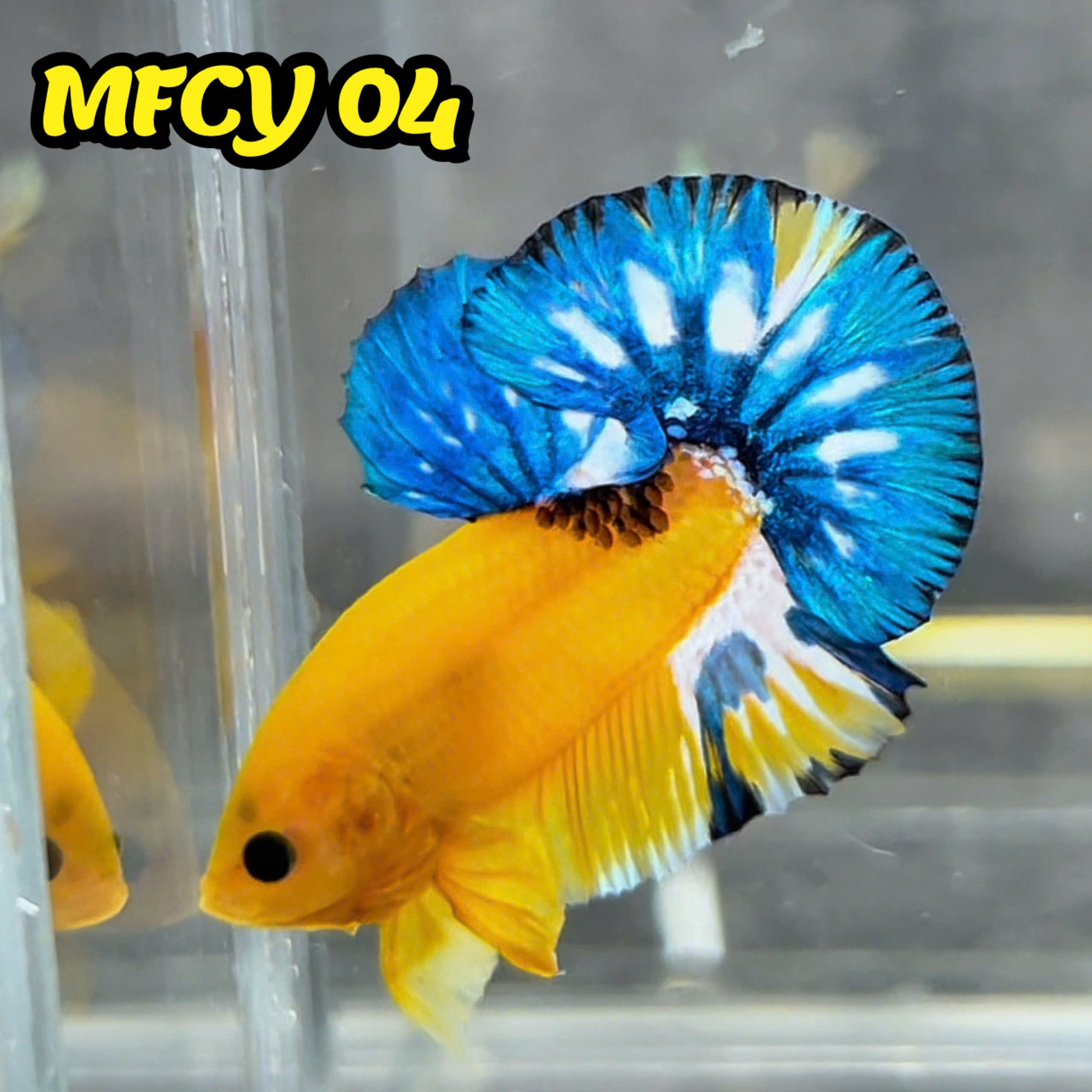Yellow Fancy Male Betta Fish | Order Directly From Farm | You Pick Fish