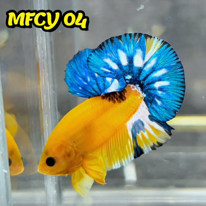Yellow Fancy Male Betta Fish | Order Directly From Farm | You Pick Fish