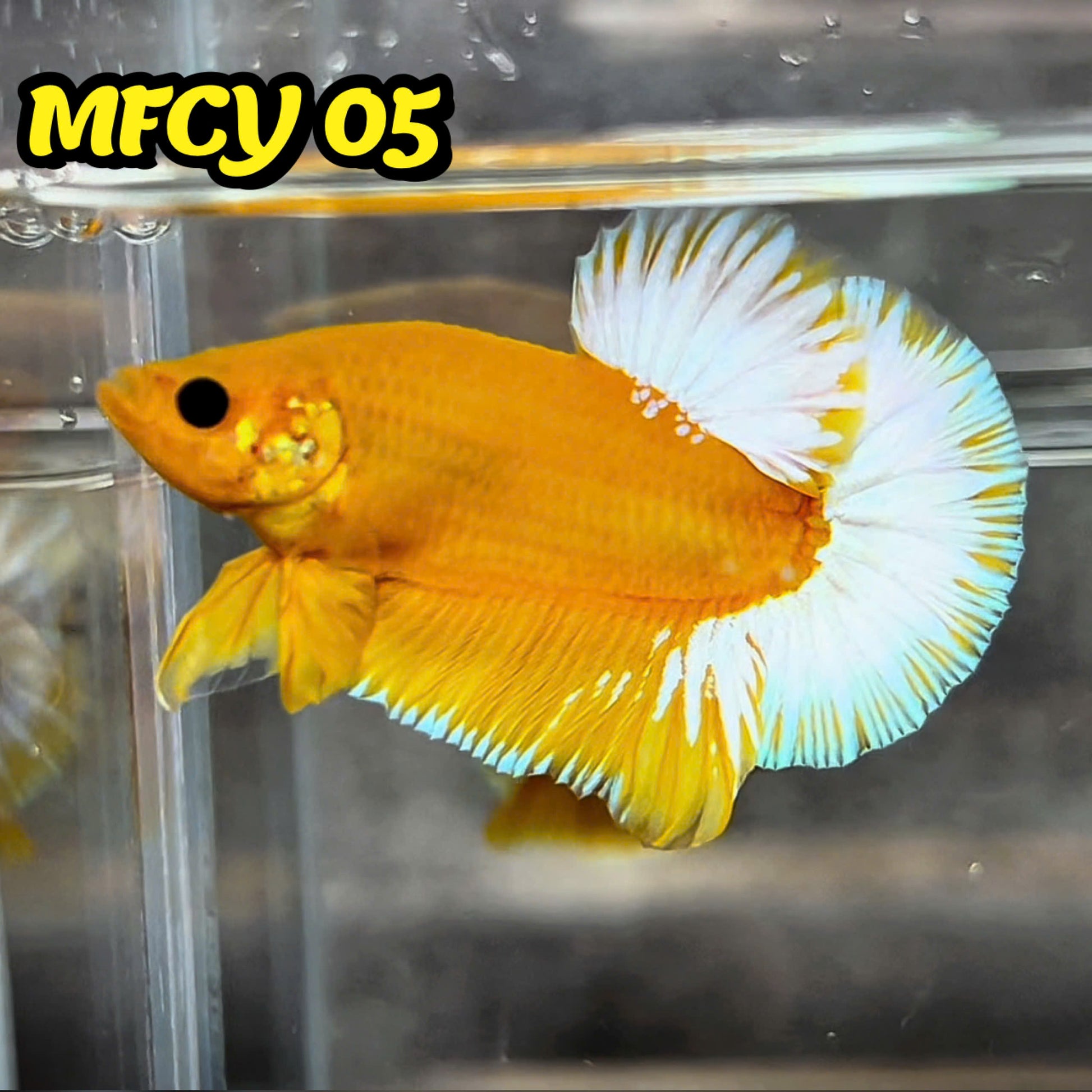 Yellow Fancy Male Betta Fish | Order Directly From Farm | You Pick Fish