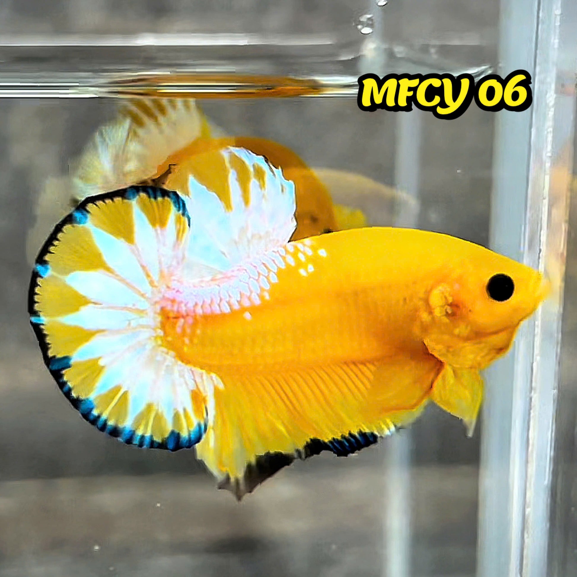 Yellow Fancy Male Betta Fish | Order Directly From Farm | You Pick Fish