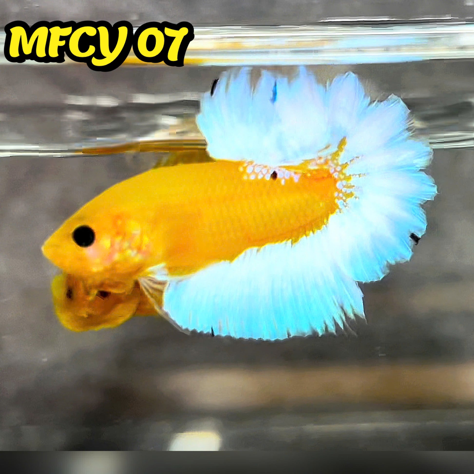 Yellow Fancy Male Betta Fish | Order Directly From Farm | You Pick Fish