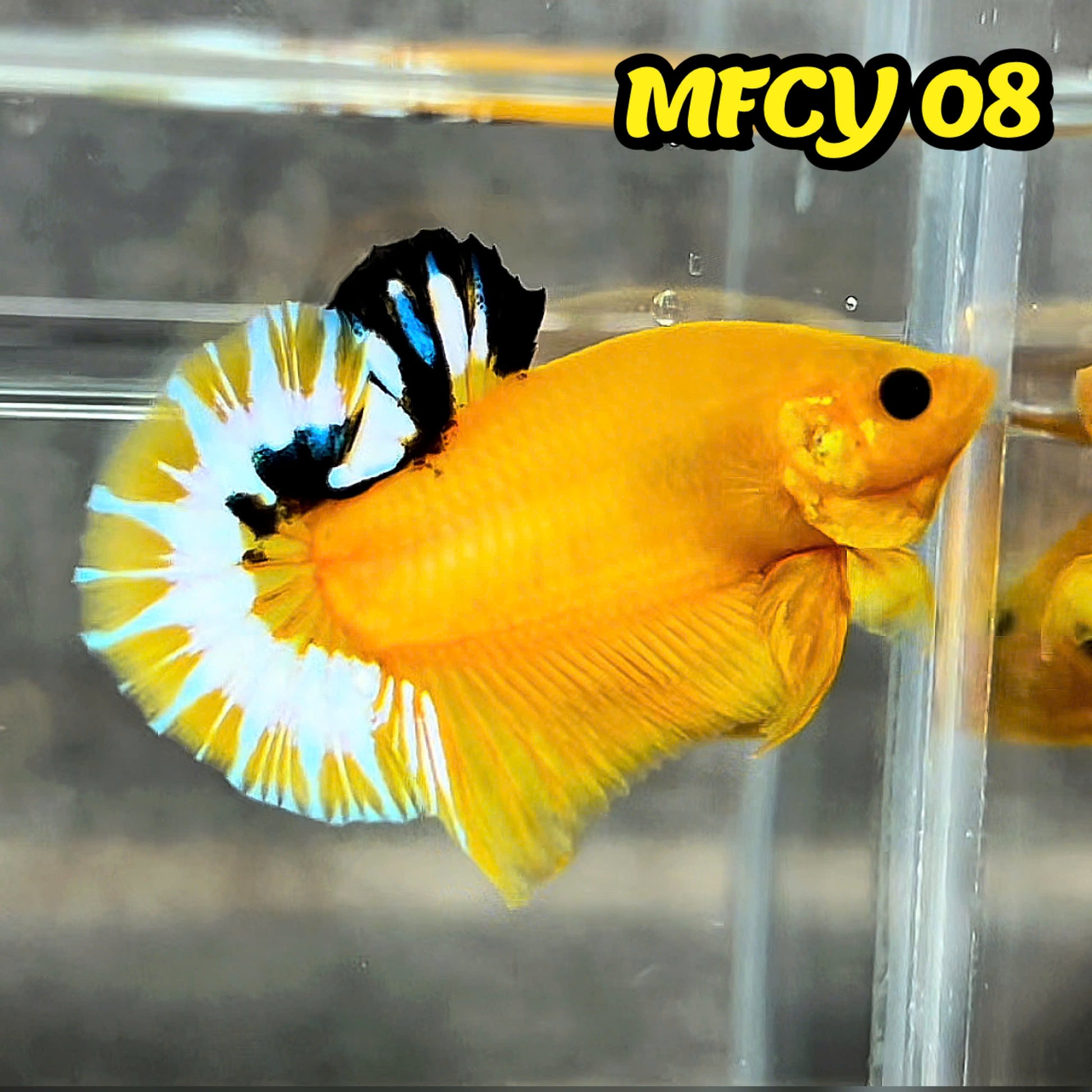 Yellow Fancy Male Betta Fish | Order Directly From Farm | You Pick Fish