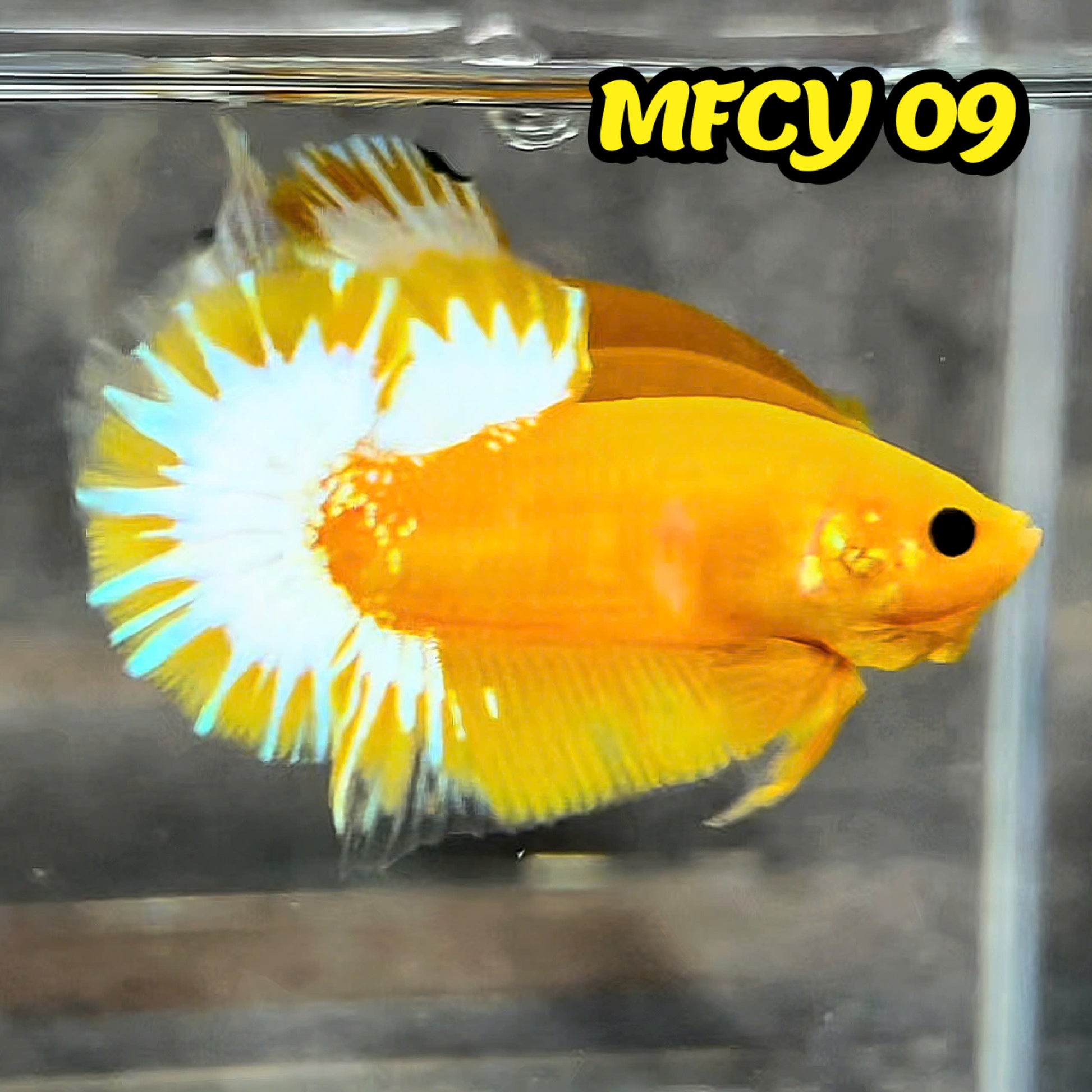 Yellow Fancy Male Betta Fish | Order Directly From Farm | You Pick Fish