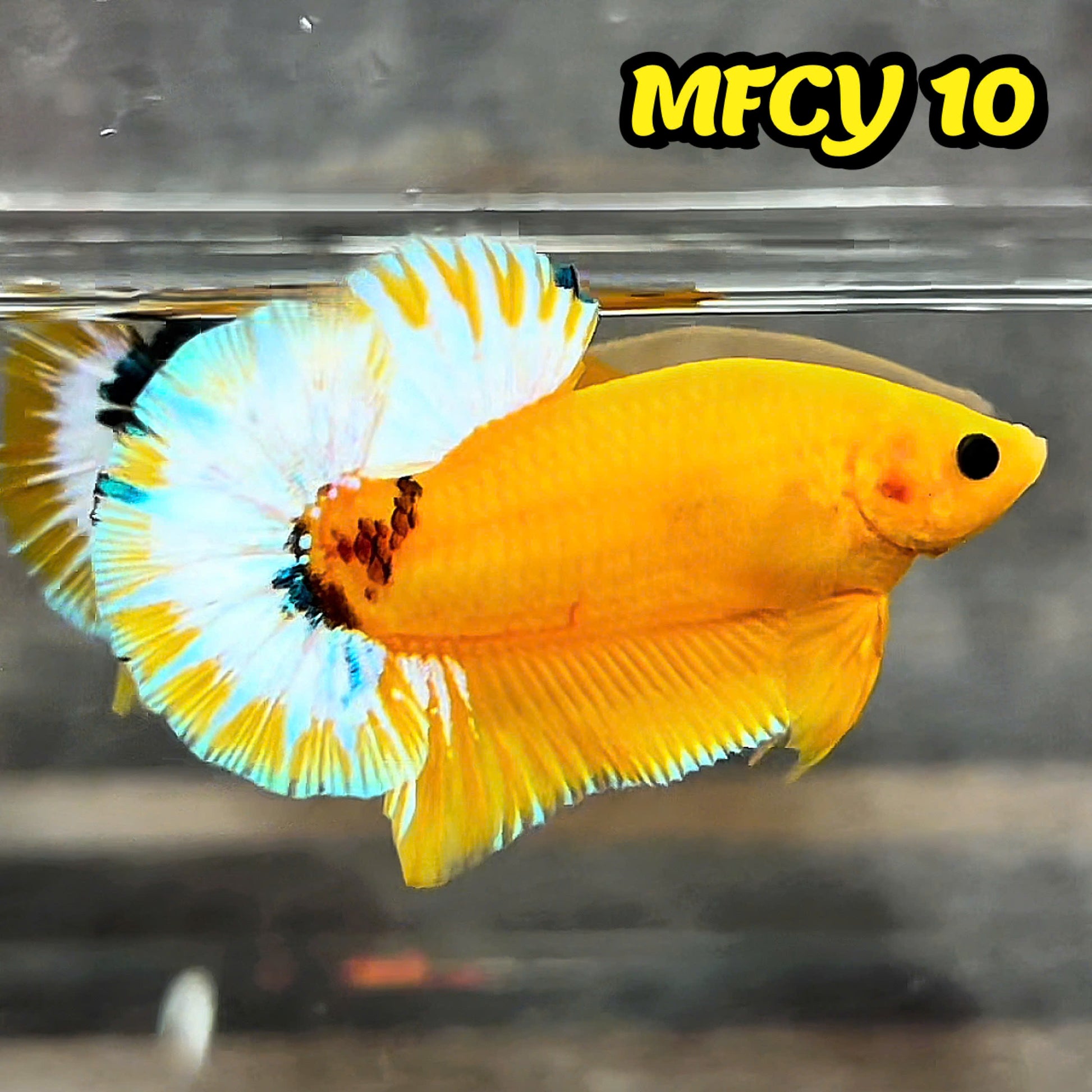 Yellow Fancy Male Betta Fish | Order Directly From Farm | You Pick Fish