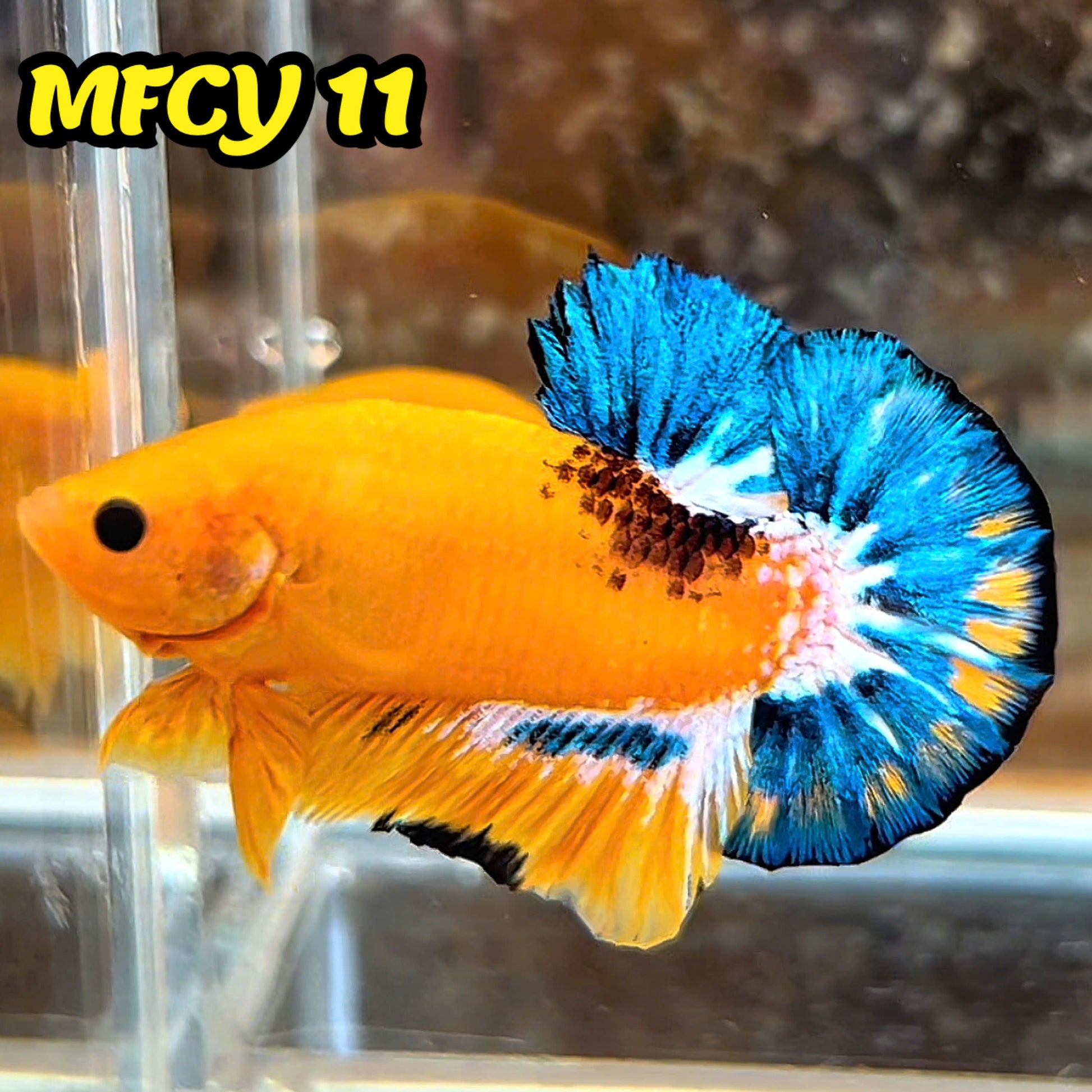 Yellow Fancy Male Betta Fish | Order Directly From Farm | You Pick Fish