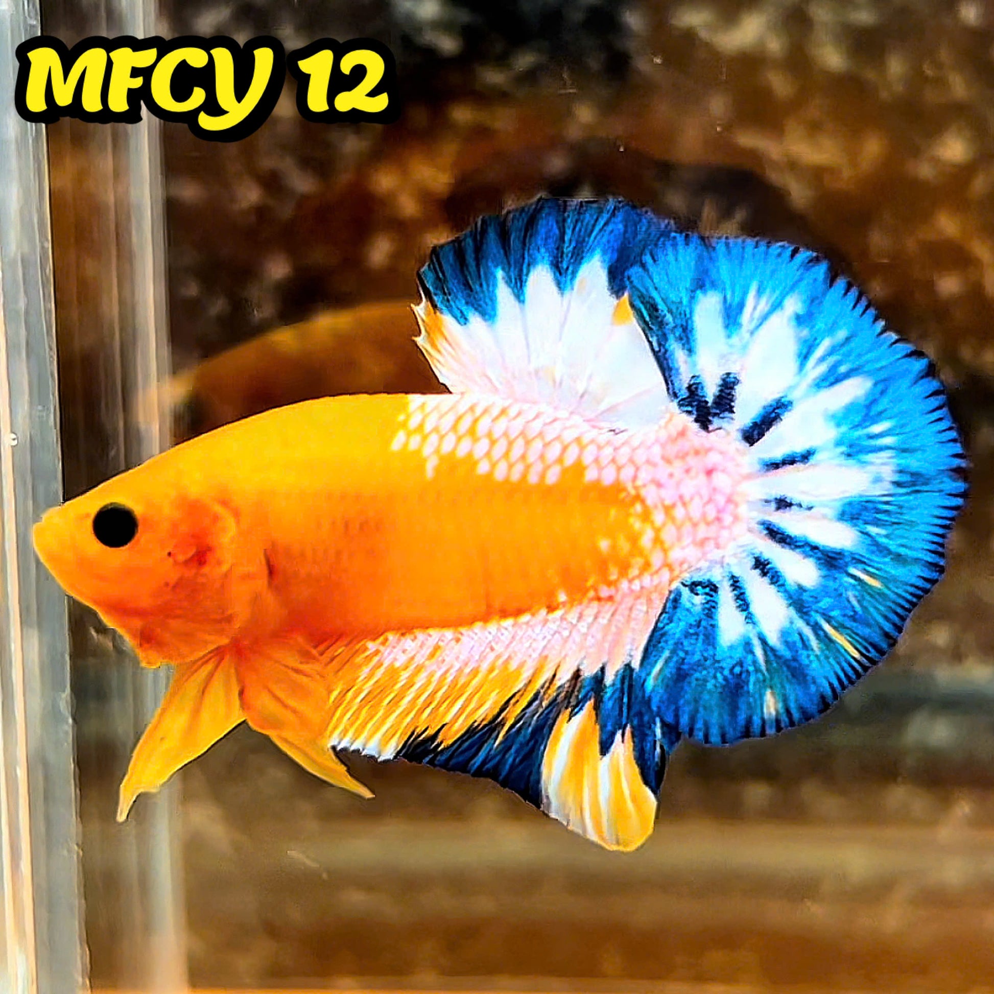 Yellow Fancy Male Betta Fish | Order Directly From Farm | You Pick Fish