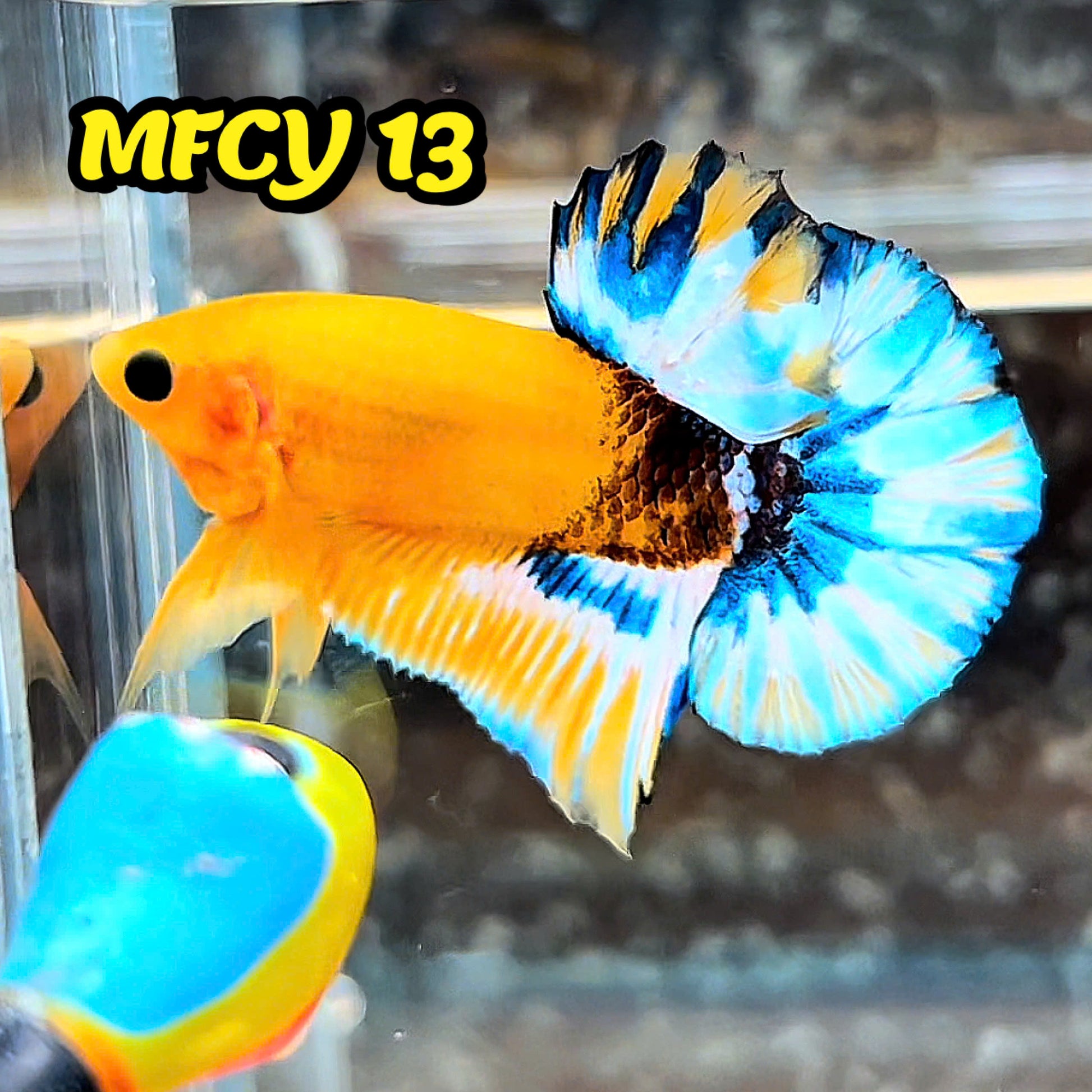 Yellow Fancy Male Betta Fish | Order Directly From Farm | You Pick Fish