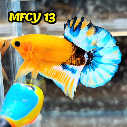 Yellow Fancy Male Betta Fish | Order Directly From Farm | You Pick Fish