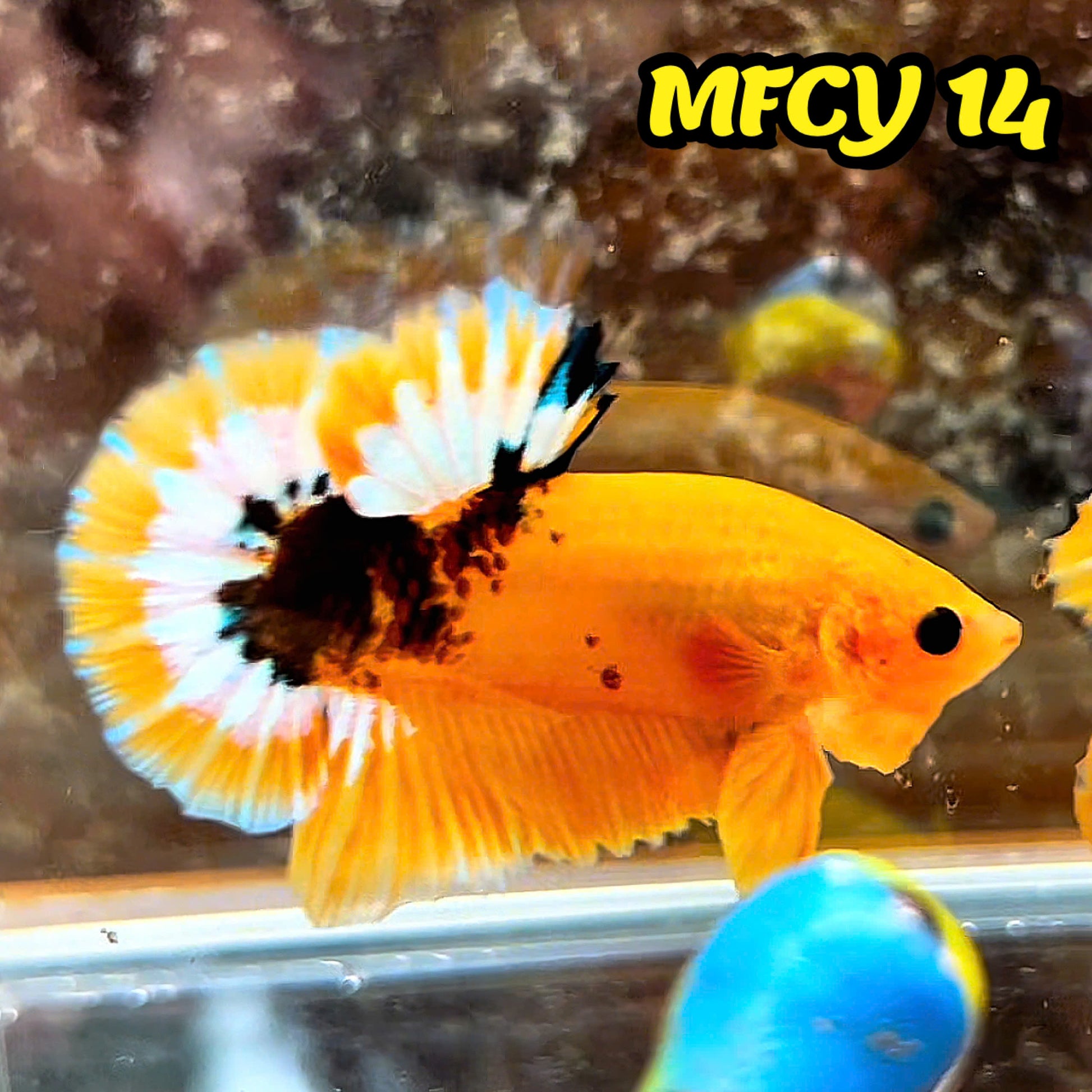 Yellow Fancy Male Betta Fish | Order Directly From Farm | You Pick Fish