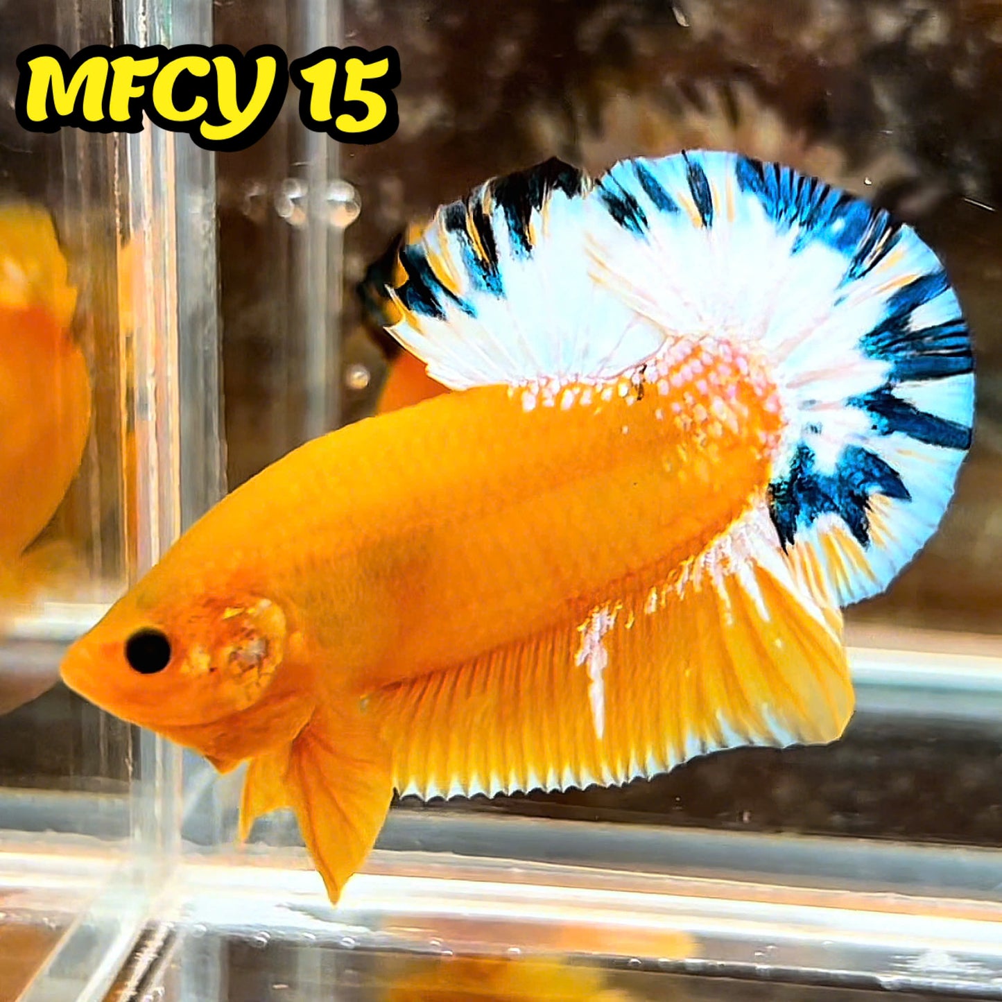 Yellow Fancy Male Betta Fish | Order Directly From Farm | You Pick Fish
