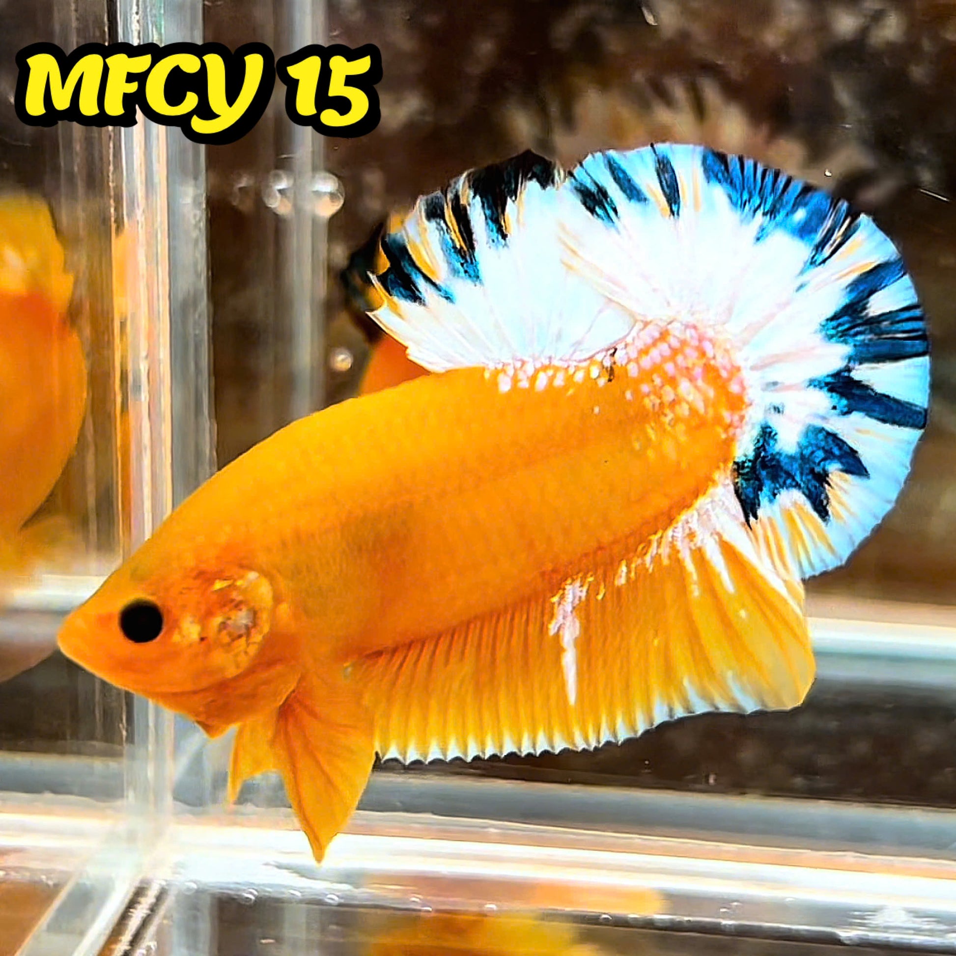 Yellow Fancy Male Betta Fish | Order Directly From Farm | You Pick Fish