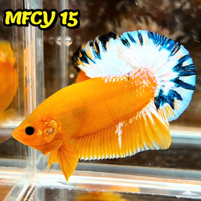 Yellow Fancy Male Betta Fish | Order Directly From Farm | You Pick Fish