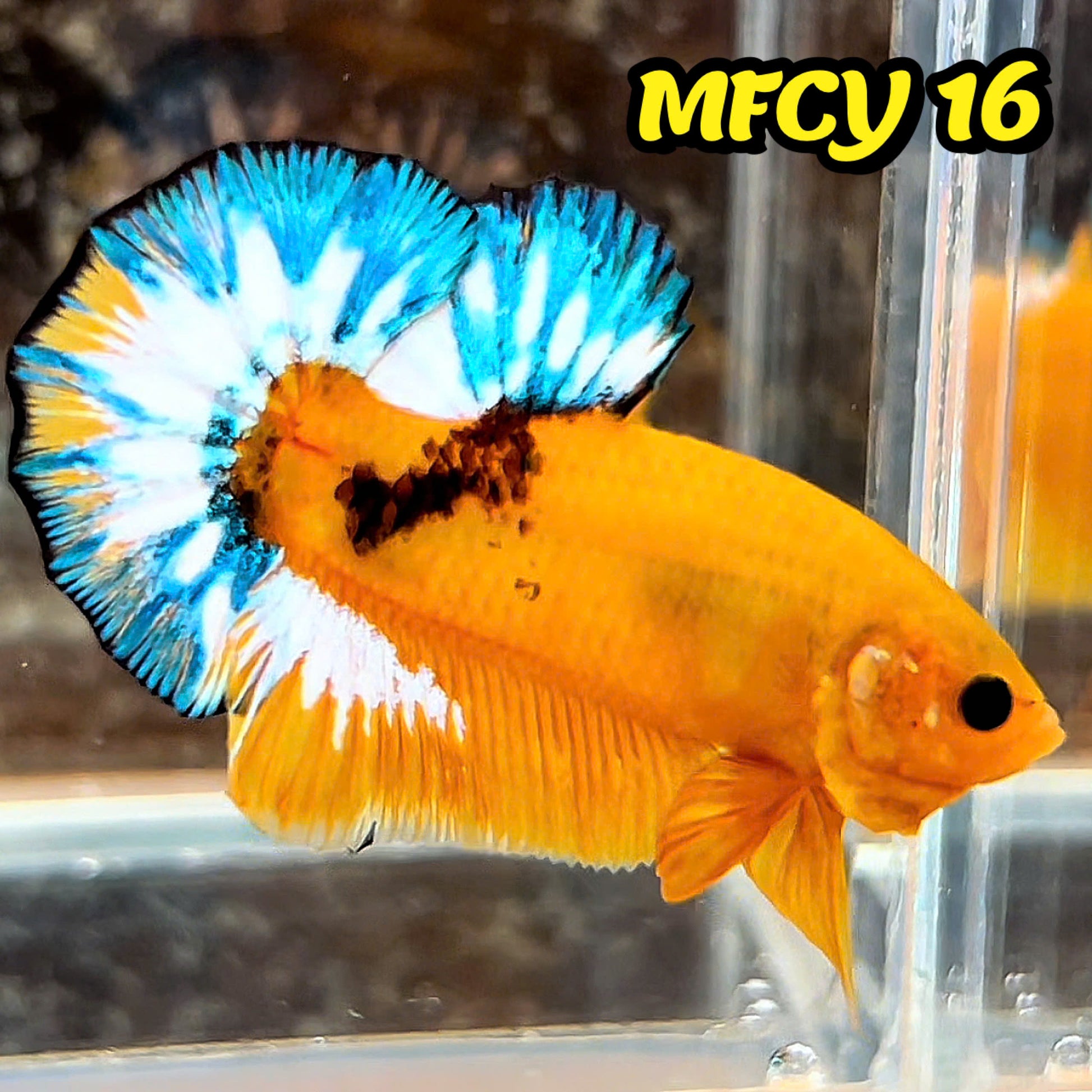 Yellow Fancy Male Betta Fish | Order Directly From Farm | You Pick Fish