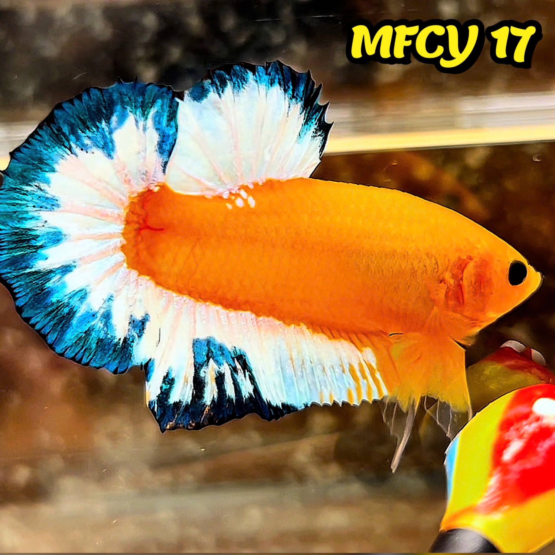 Yellow Fancy Male Betta Fish | Order Directly From Farm | You Pick Fish