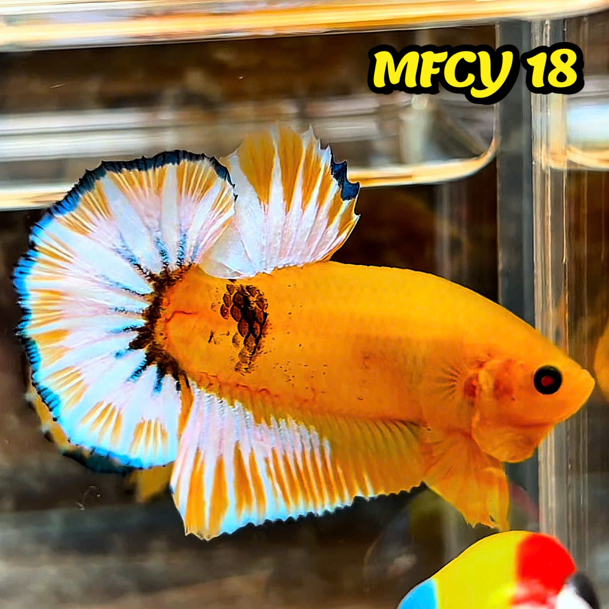 Yellow Fancy Male Betta Fish | Order Directly From Farm | You Pick Fish
