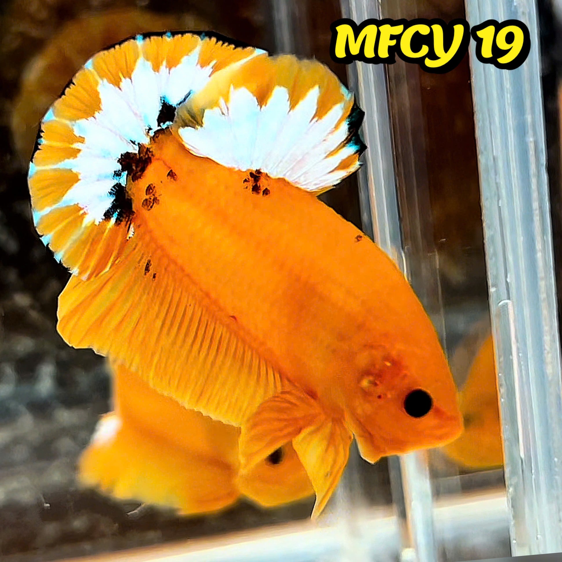 Yellow Fancy Male Betta Fish | Order Directly From Farm | You Pick Fish