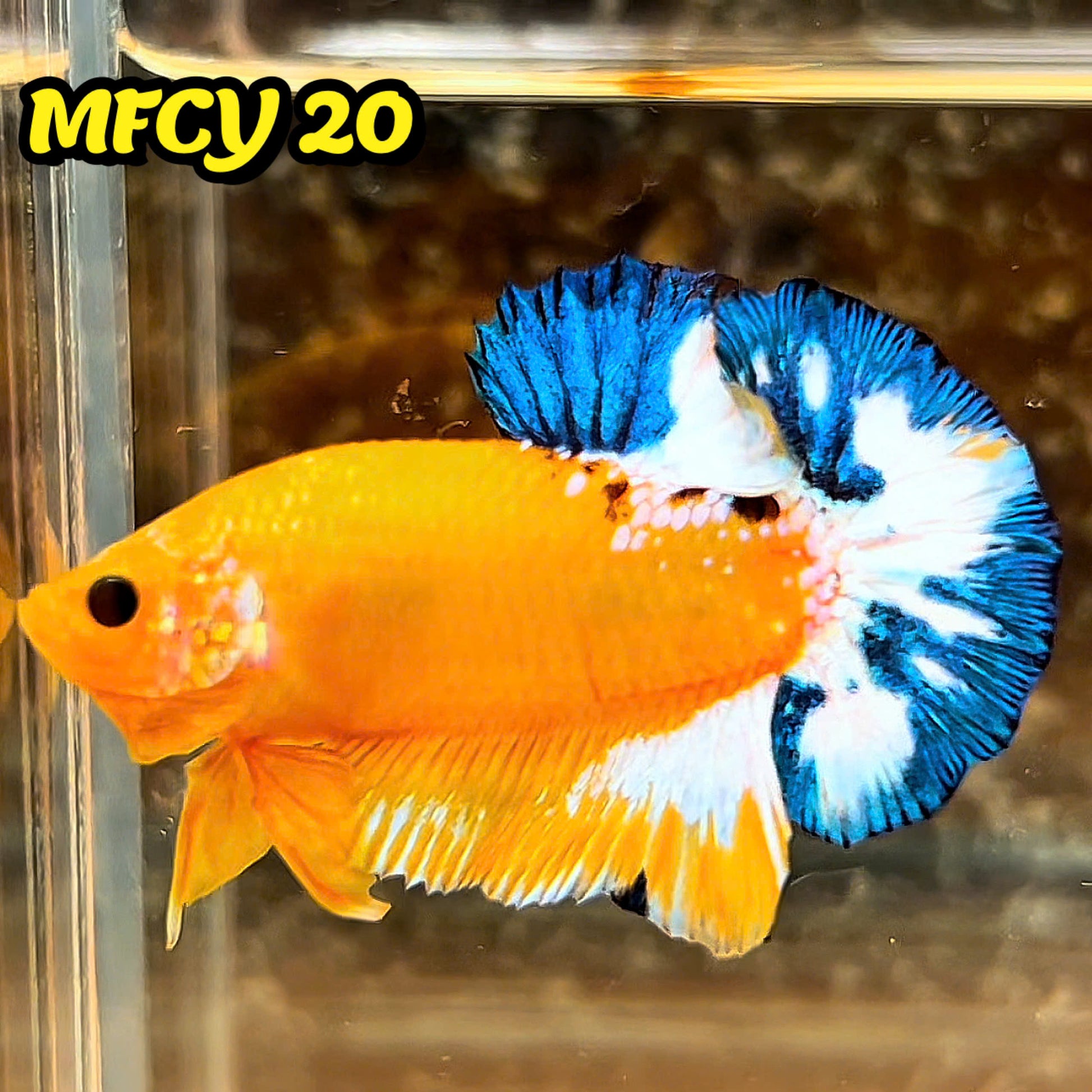 Yellow Fancy Male Betta Fish | Order Directly From Farm | You Pick Fish