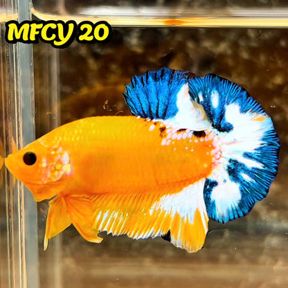 Yellow Fancy Male Betta Fish | Order Directly From Farm | You Pick Fish